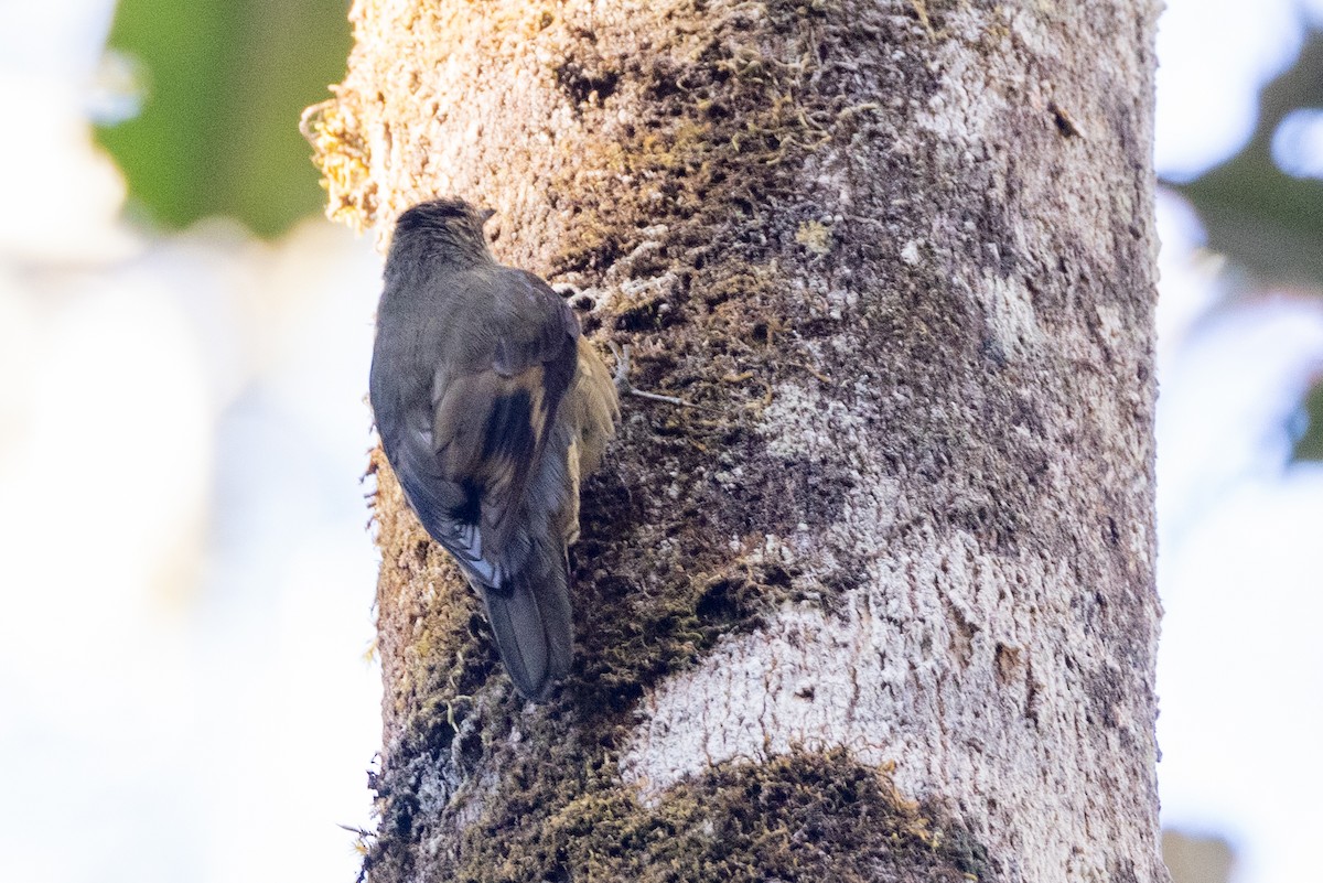 Papuan Treecreeper - ML623862135
