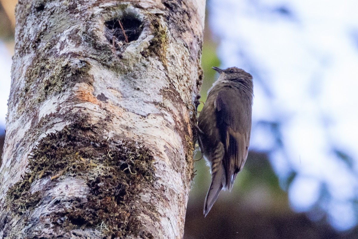 Papuan Treecreeper - ML623862136