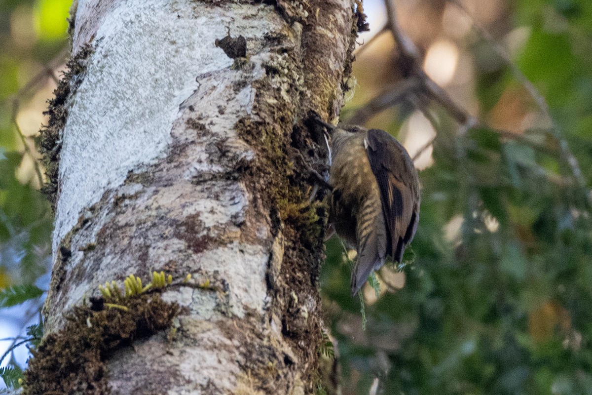 Papuan Treecreeper - ML623862137