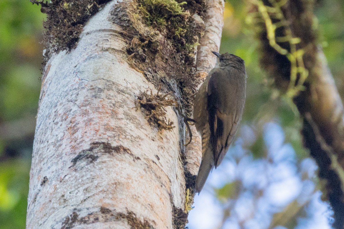 Papuan Treecreeper - ML623862140