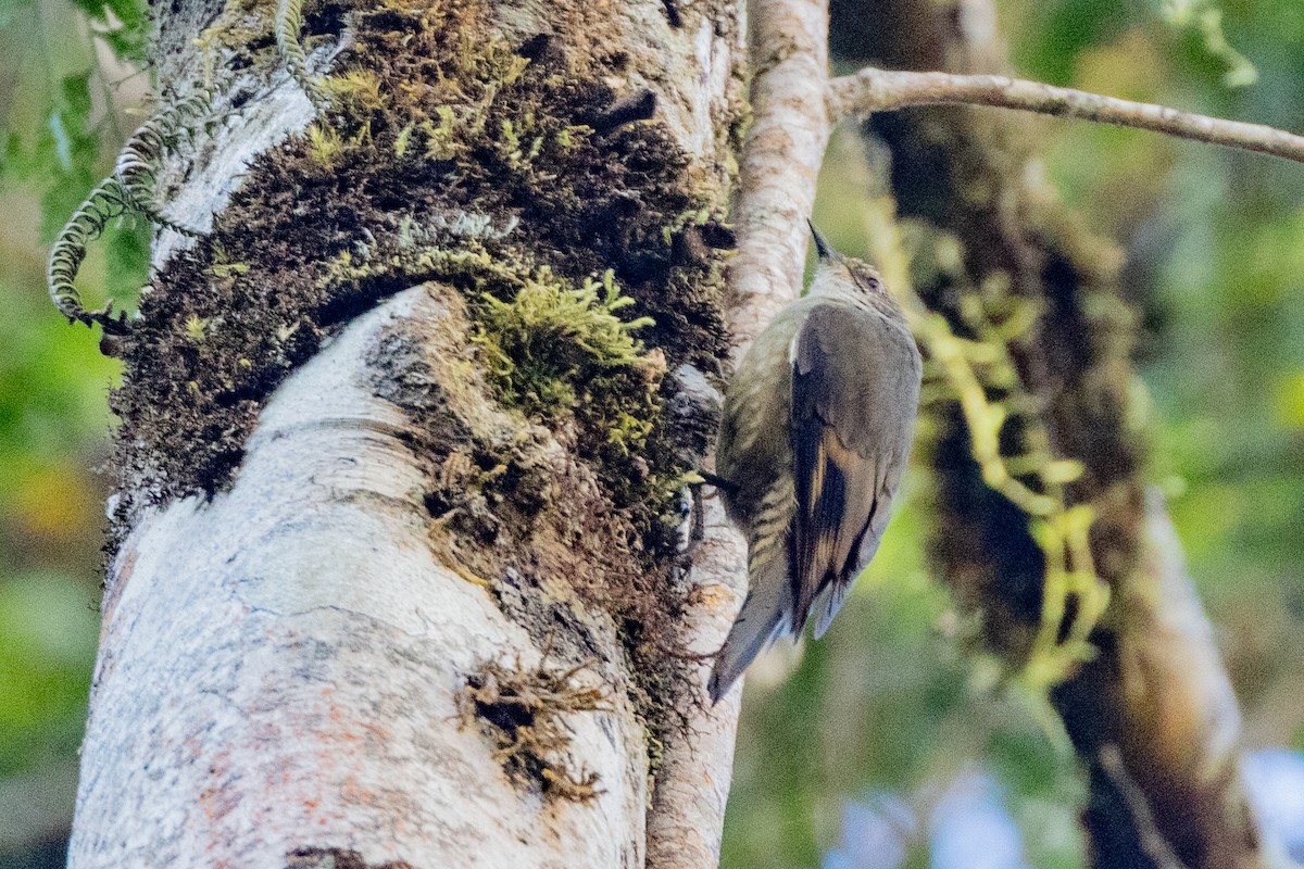 Papuan Treecreeper - ML623862141