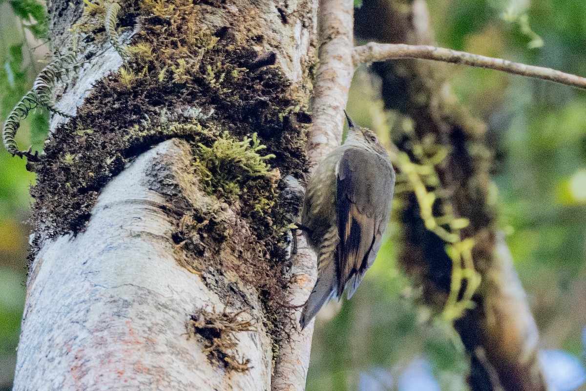 Papuan Treecreeper - ML623862142