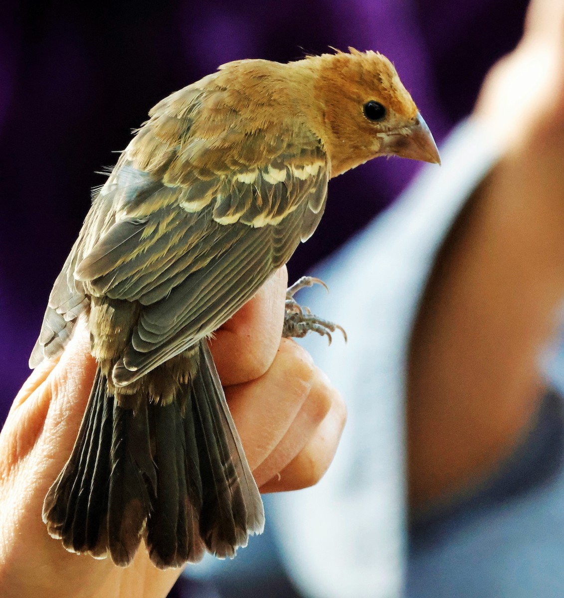 Blue Grosbeak - ML623862174