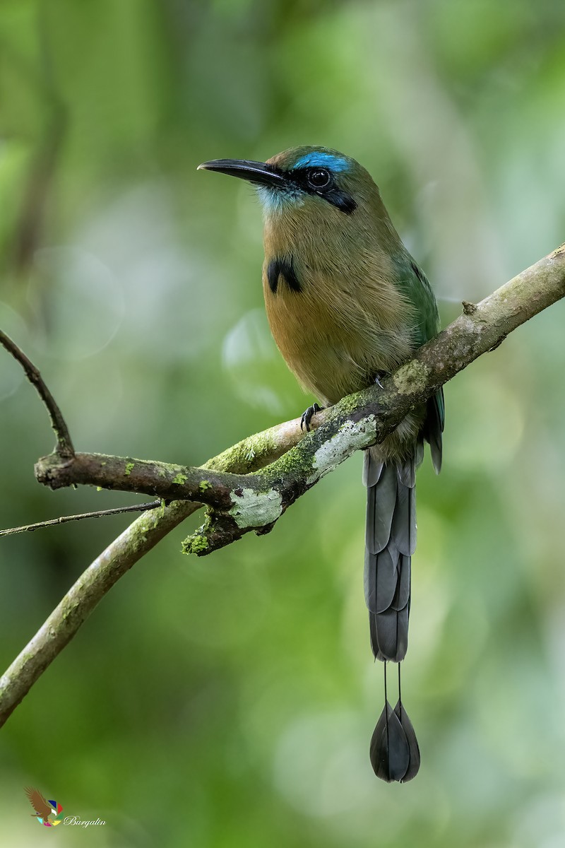 Keel-billed Motmot - ML623862184