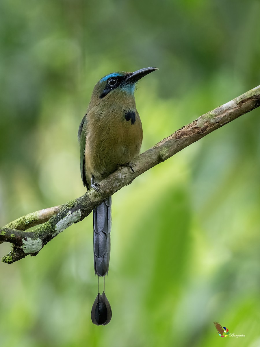 Keel-billed Motmot - ML623862185