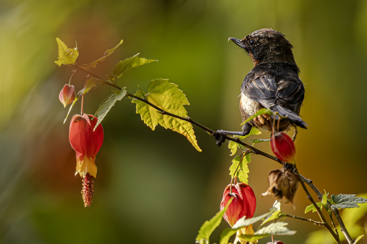 Black-throated Flowerpiercer - ML623862208