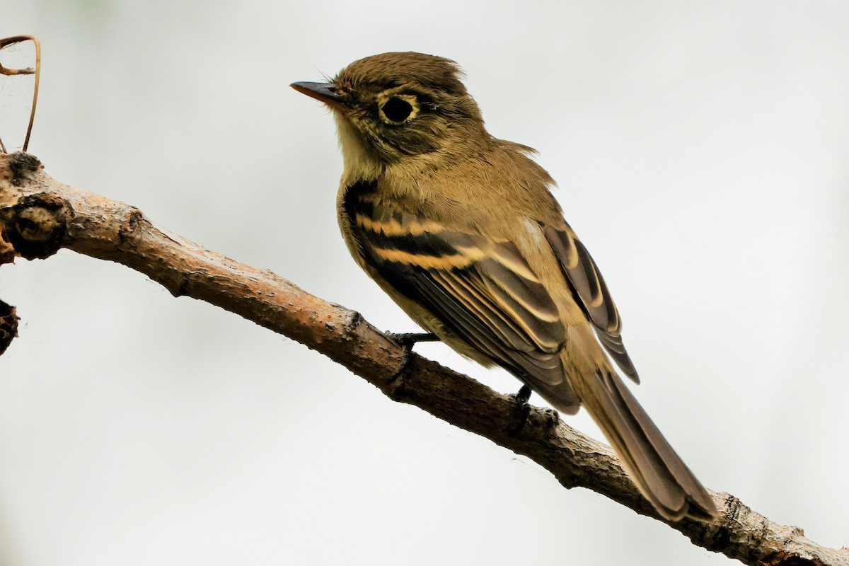 Western Flycatcher - ML623862211