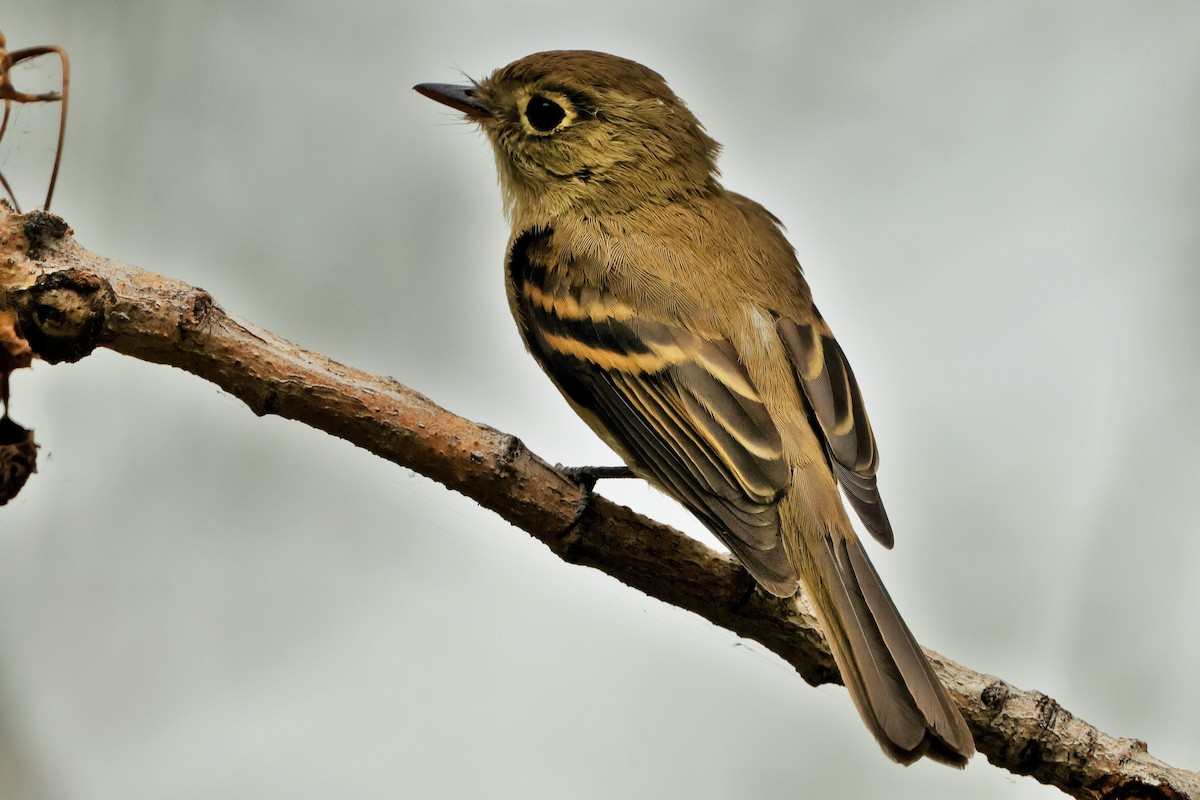 Western Flycatcher - ML623862213