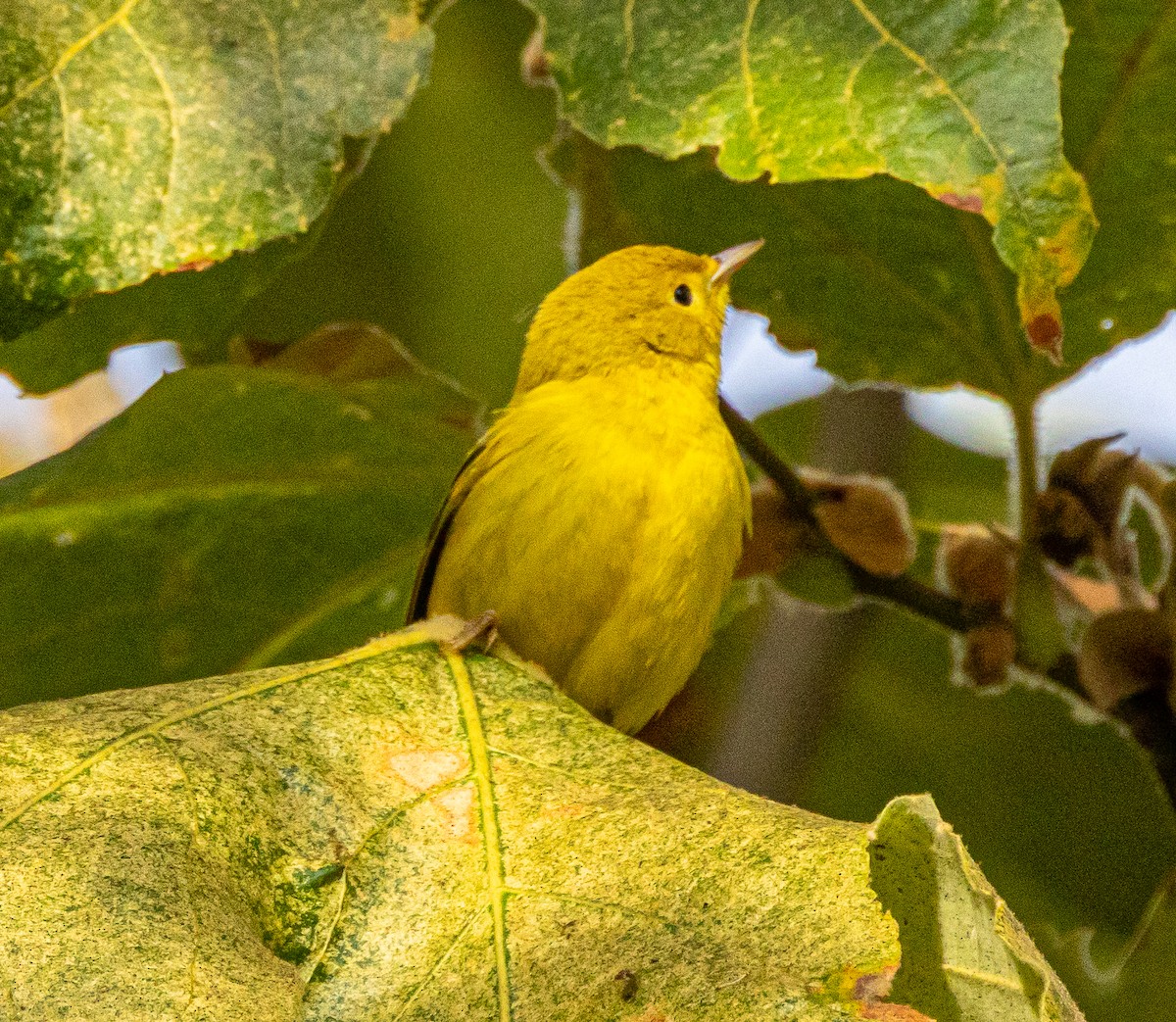 Yellow Warbler - ML623862215