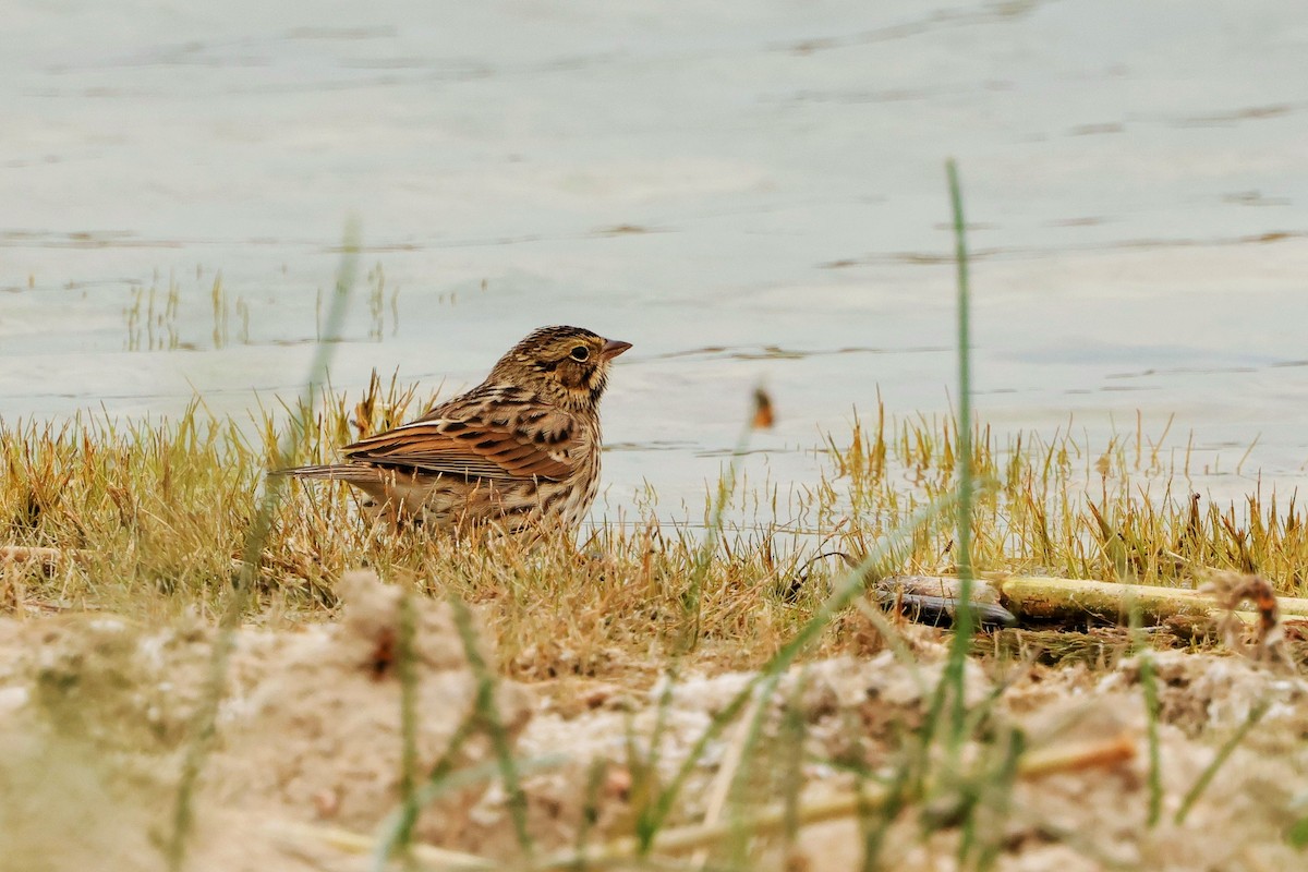 Savannah Sparrow - Risë Foster-Bruder