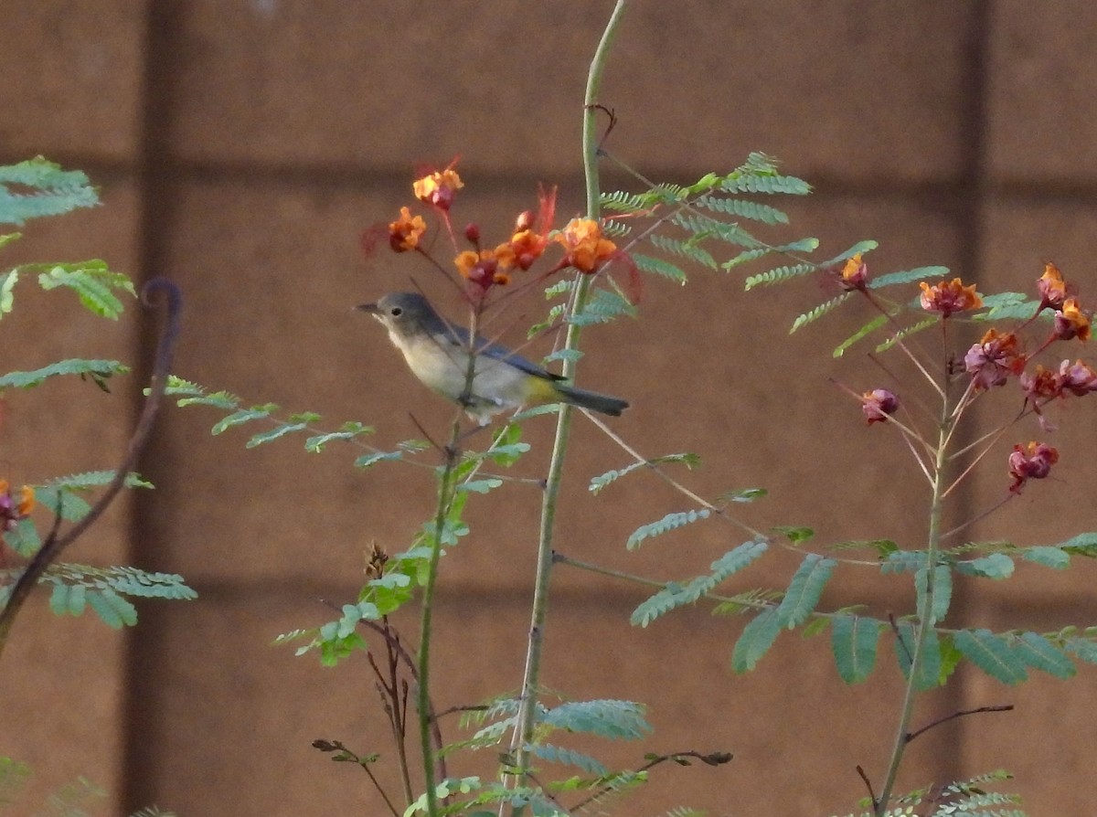 Virginia's Warbler - ML623862253