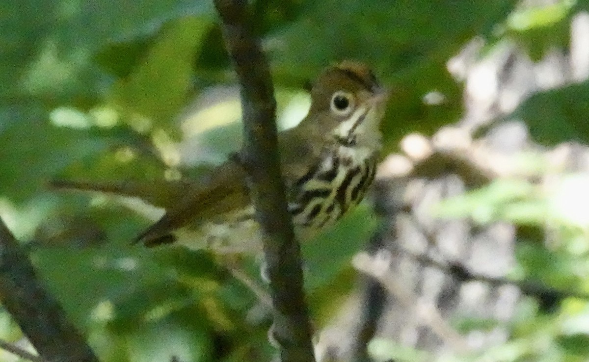 Ovenbird - ML623862271