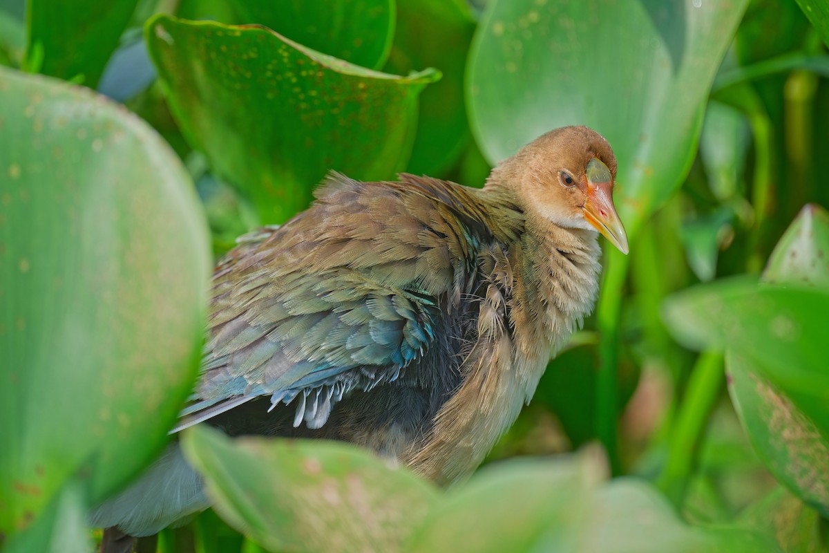 Pollo sultano della Martinica - ML623862281