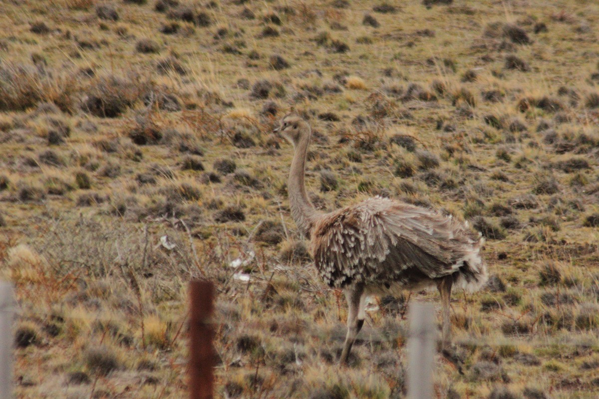 Lesser Rhea (Darwin's) - ML623862285