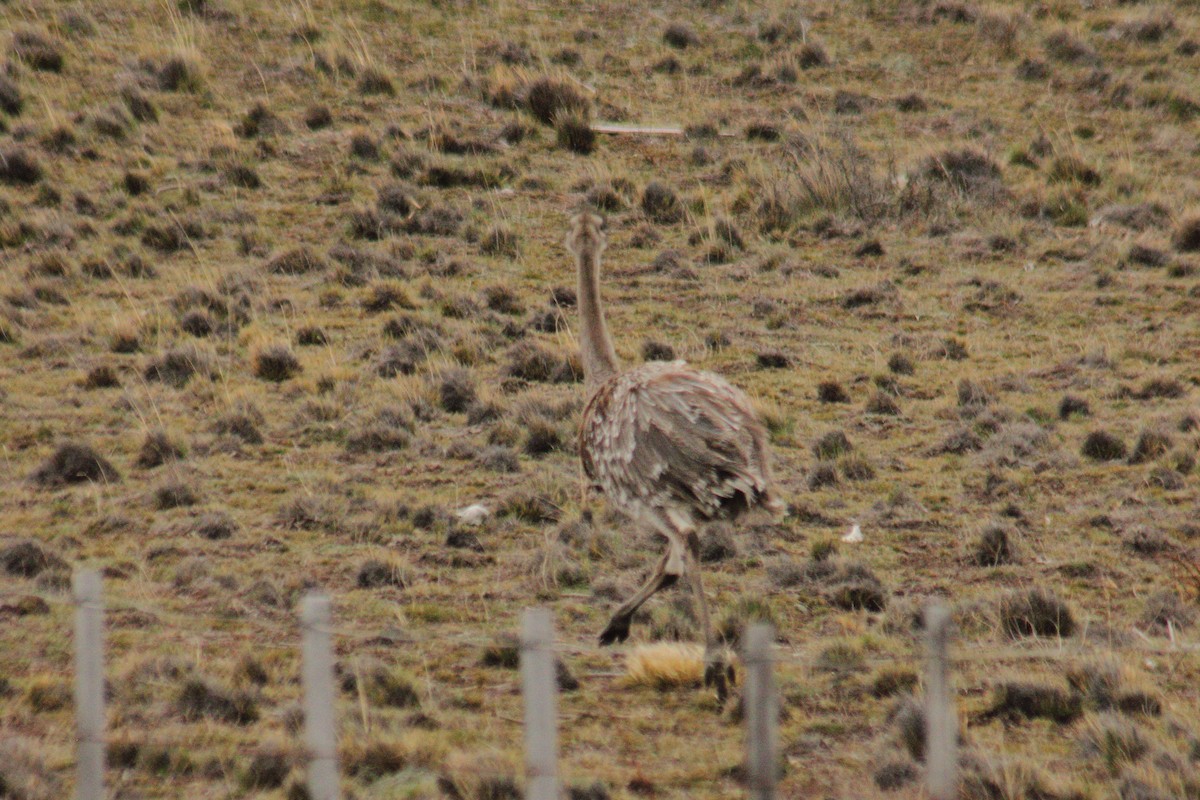 Lesser Rhea (Darwin's) - ML623862287