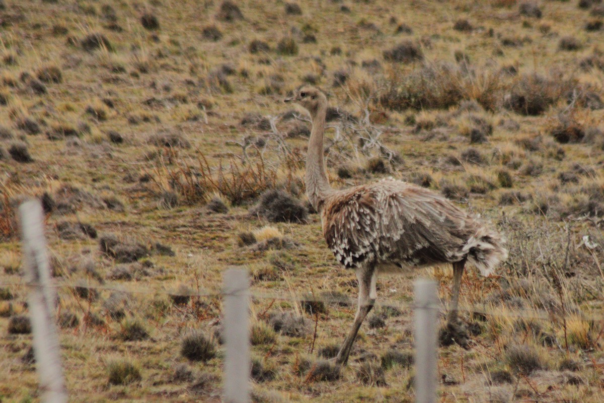 Lesser Rhea (Darwin's) - ML623862288