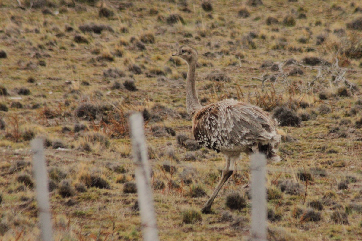 Lesser Rhea (Darwin's) - ML623862289