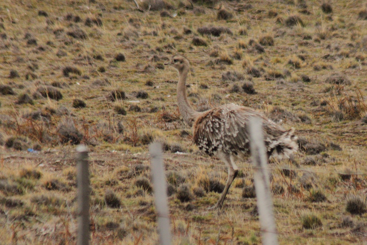 Lesser Rhea (Darwin's) - ML623862290