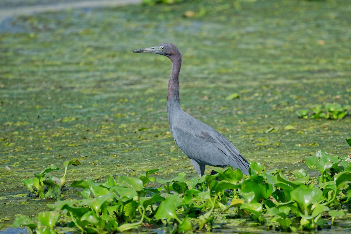 Little Blue Heron - ML623862299