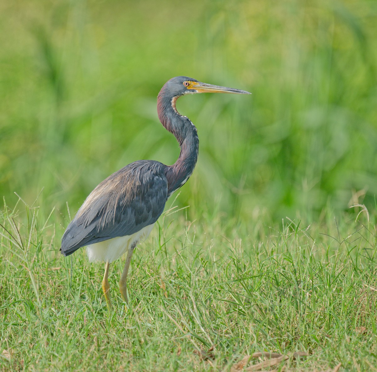 Tricolored Heron - ML623862316