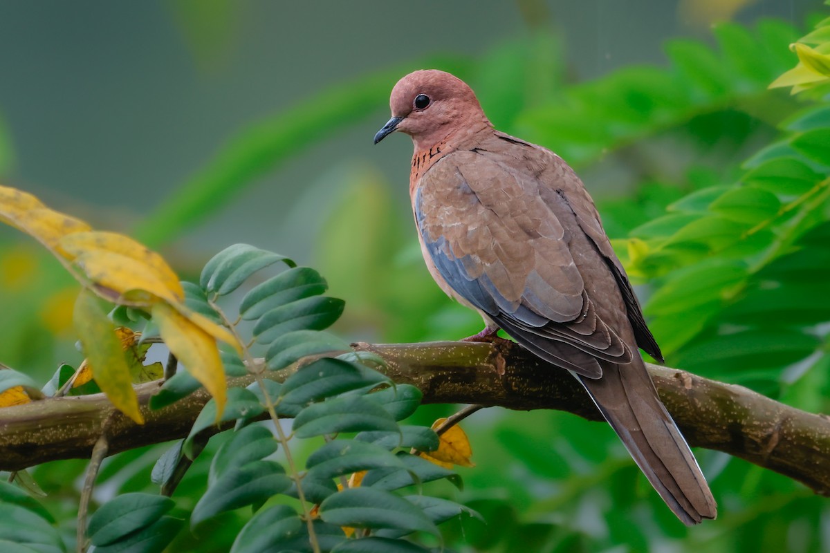 Laughing Dove - ML623862321