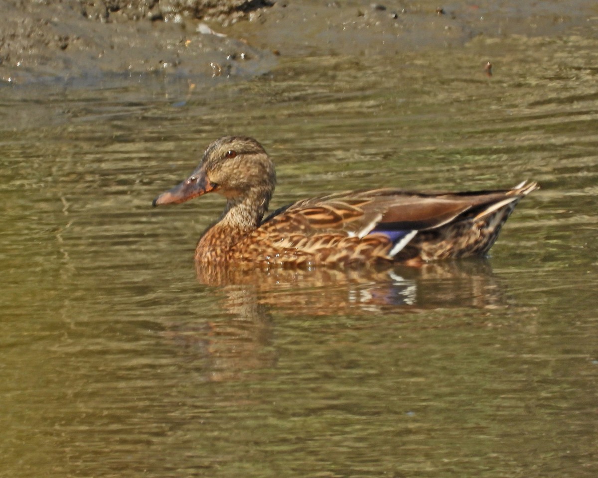 Mallard - ML623862323