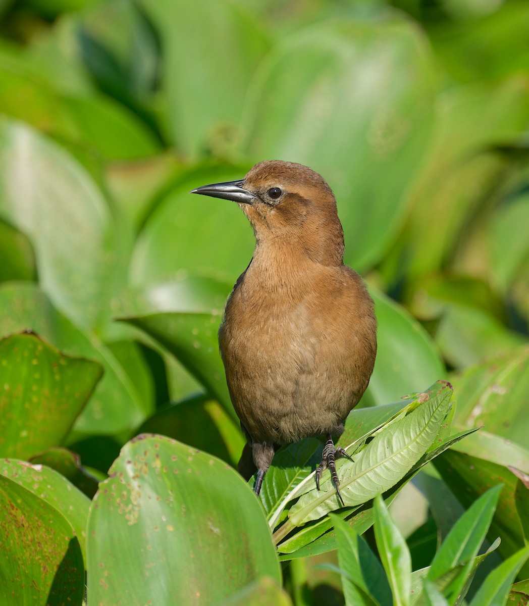 Boat-tailed Grackle - Harlan Stewart