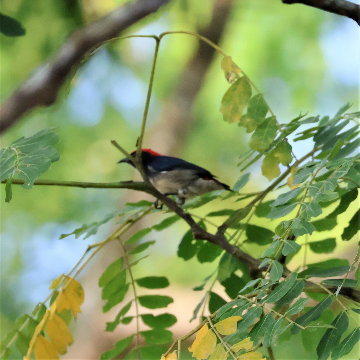 Scarlet-backed Flowerpecker - ML623862335