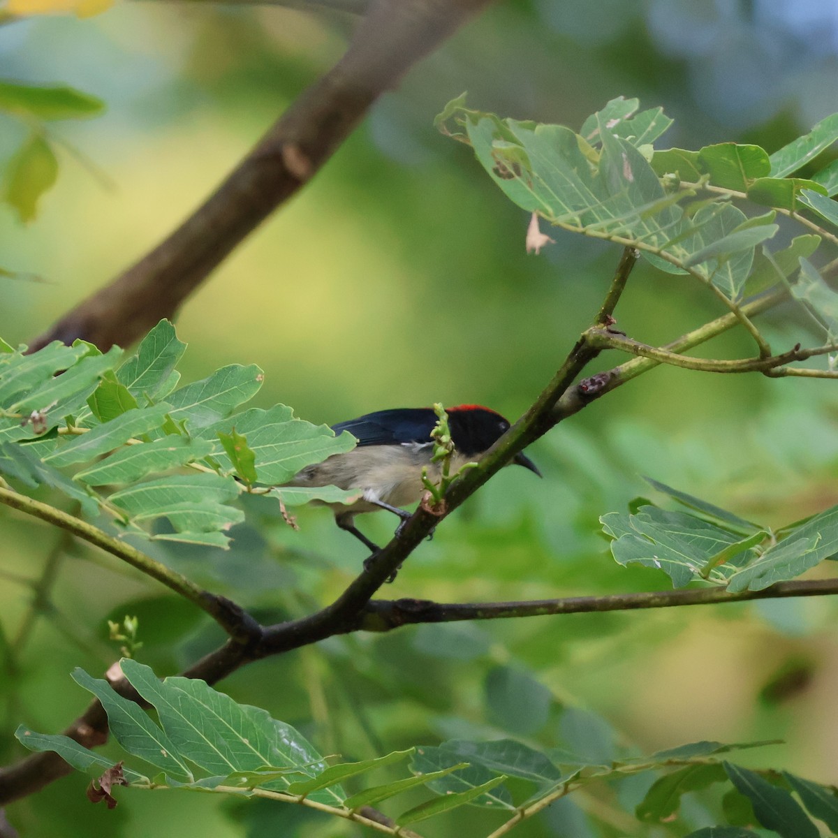 Scarlet-backed Flowerpecker - ML623862336