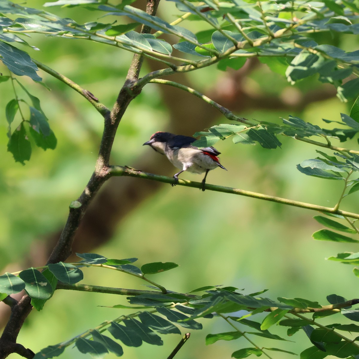 Scarlet-backed Flowerpecker - ML623862337