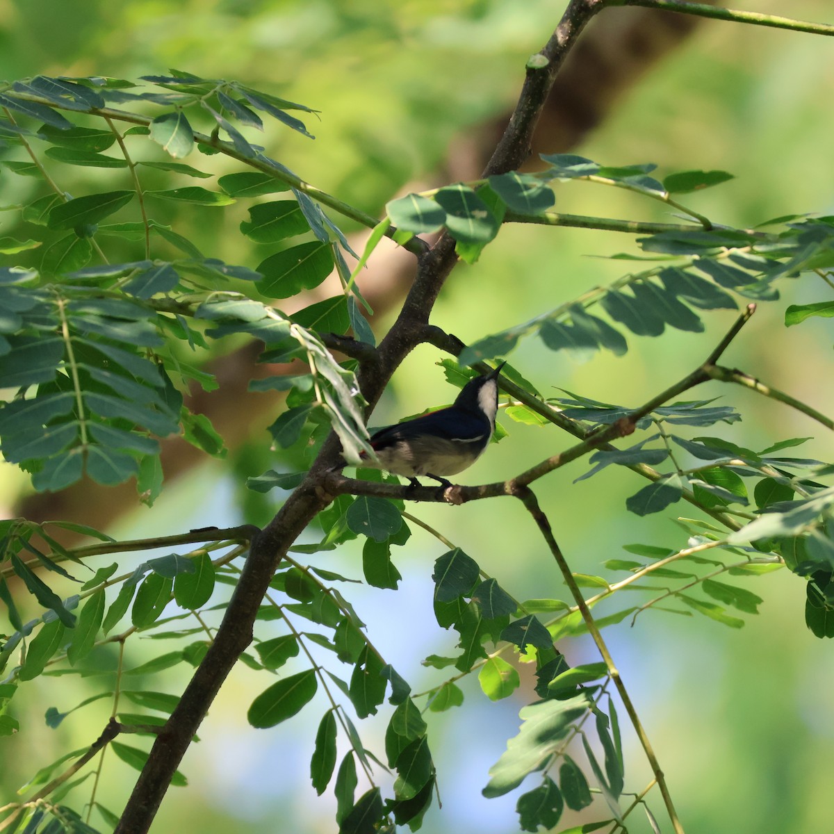 Scarlet-backed Flowerpecker - ML623862338