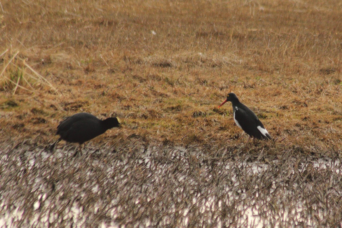 Magellanic Oystercatcher - ML623862340