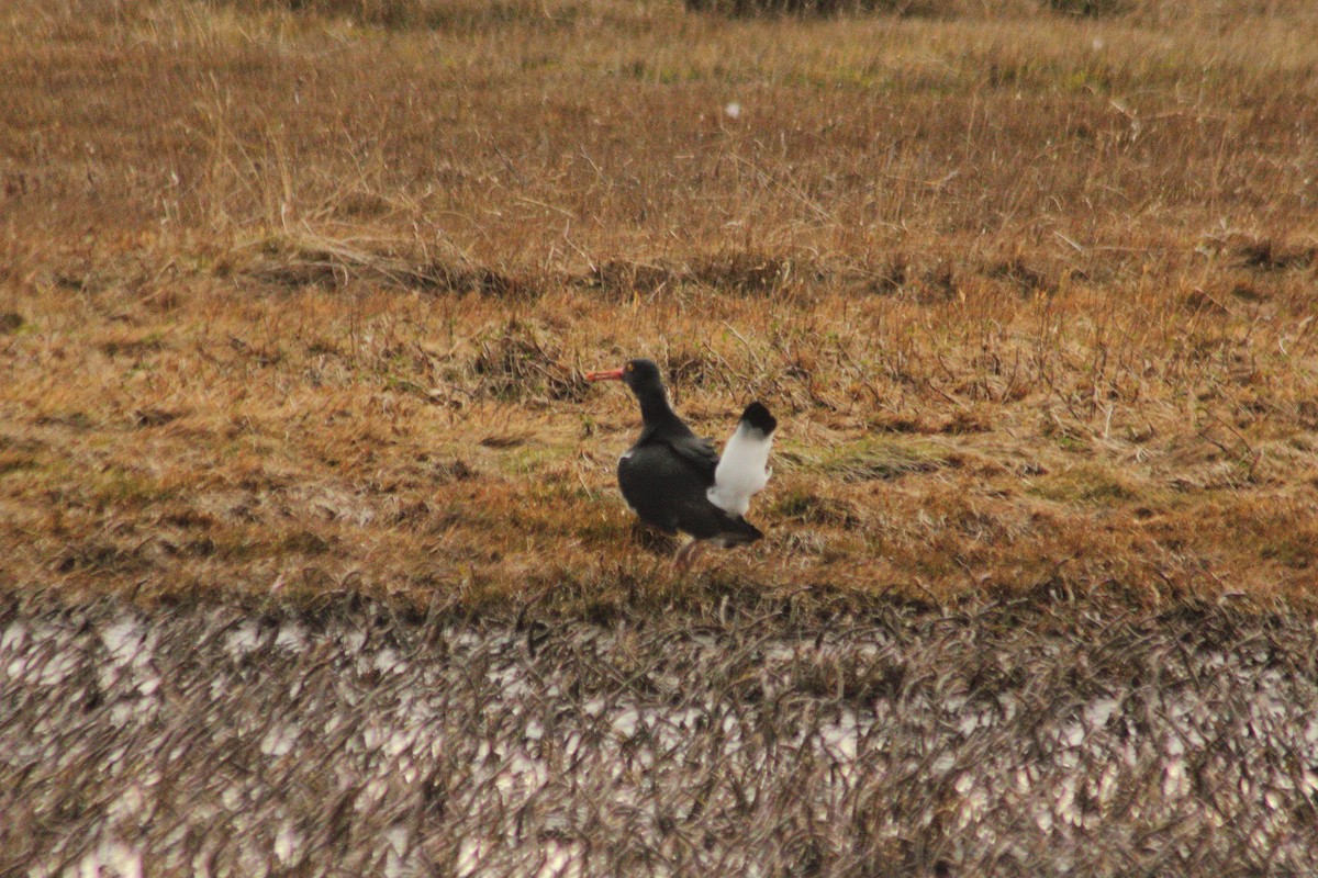 Magellanic Oystercatcher - ML623862342
