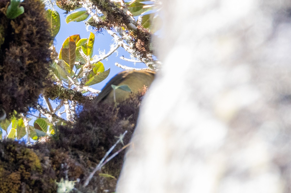 MacGregor's Bowerbird - Charlie Bostwick