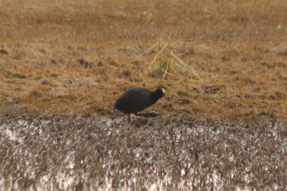 Red-gartered Coot - ML623862347