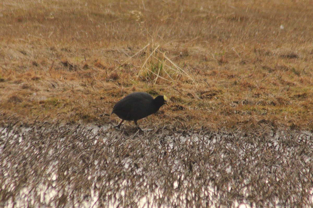 Red-gartered Coot - ML623862348