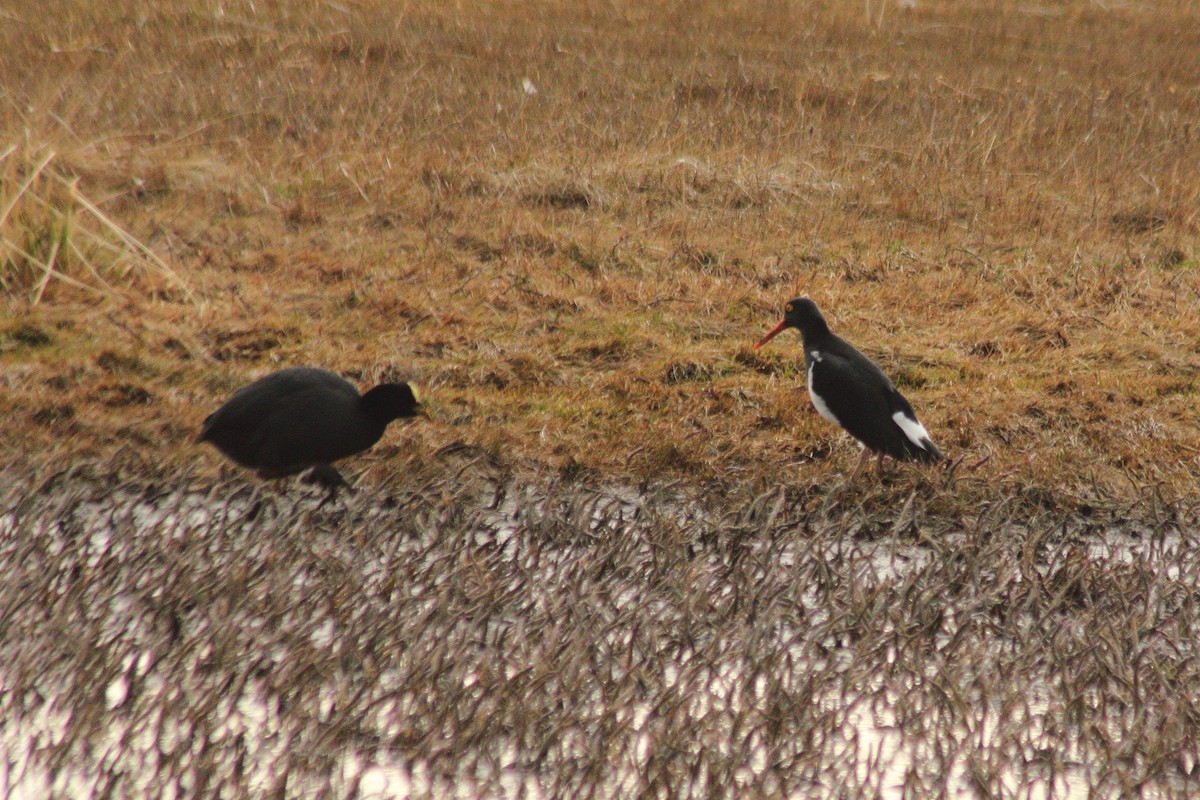 Red-gartered Coot - ML623862350