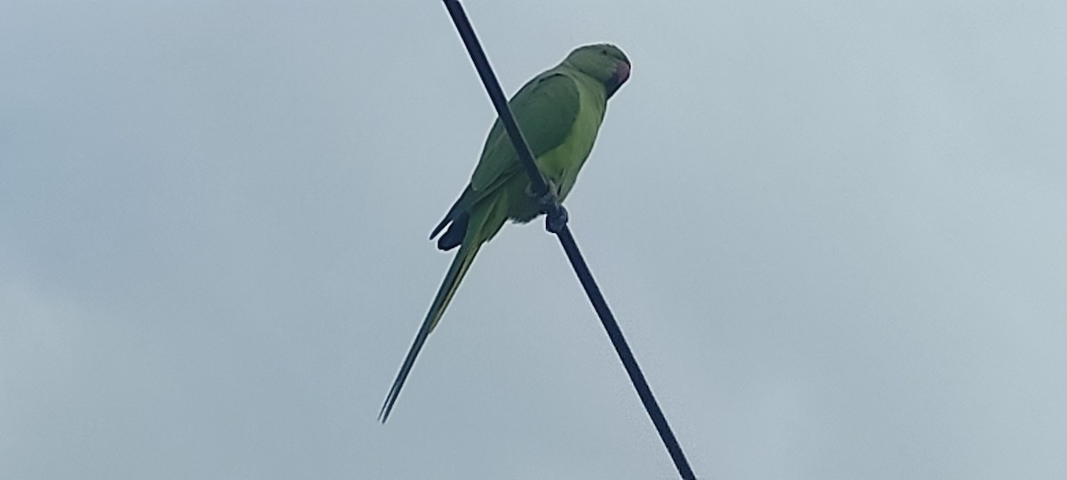 Rose-ringed Parakeet - Krishna Gondaliya