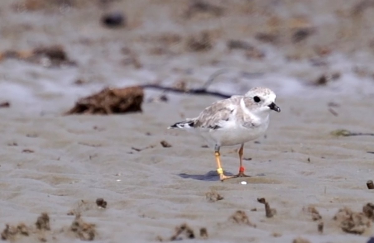 Piping Plover - ML623862360