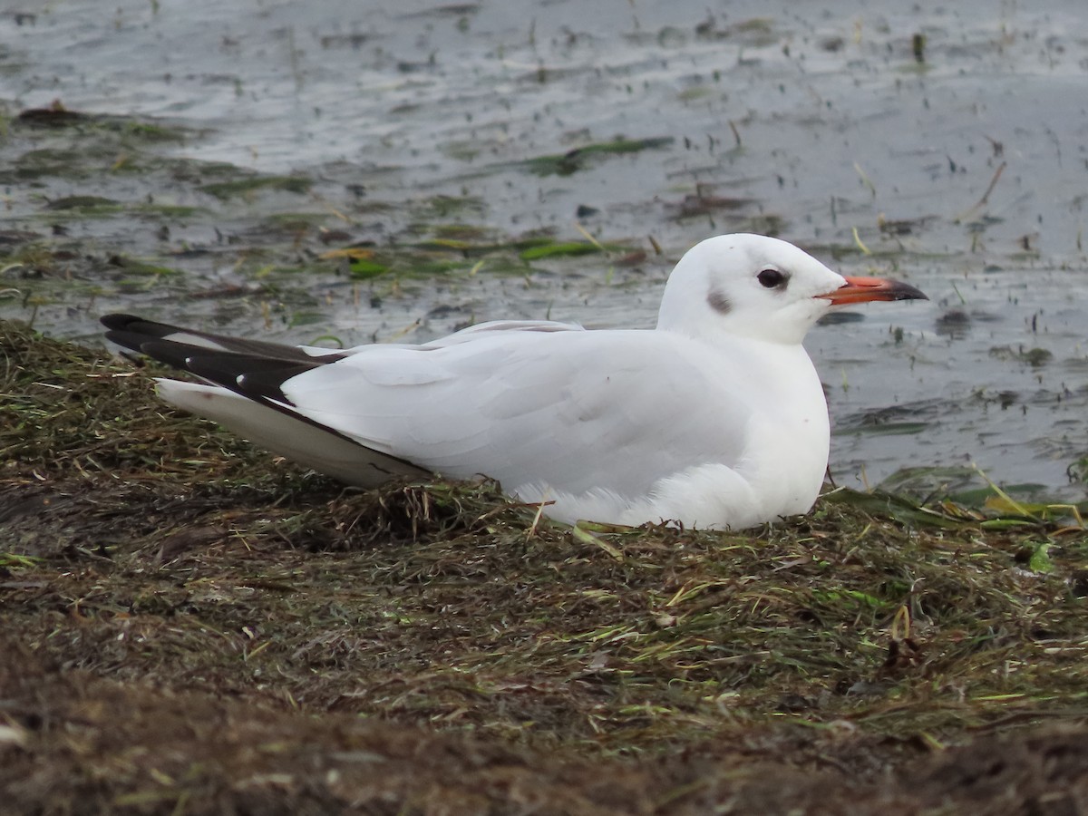 Mouette rieuse - ML623862368