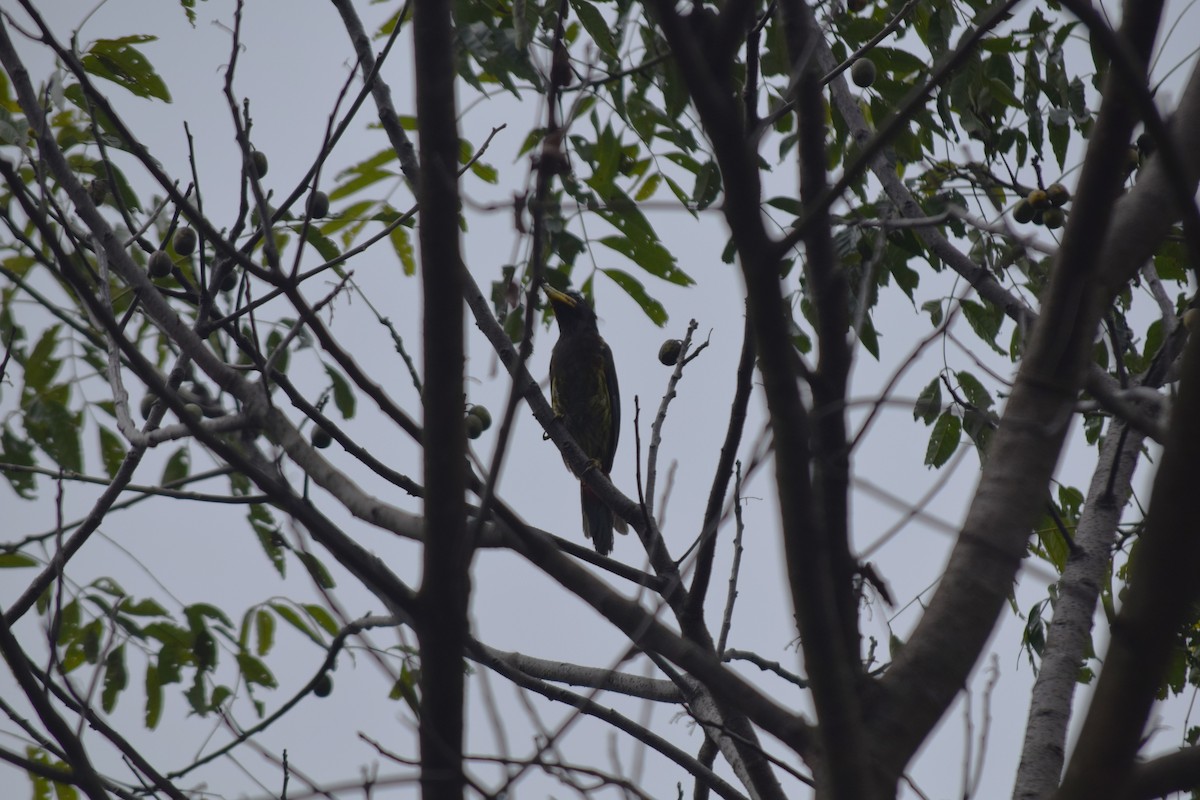 Great Barbet - ML623862389