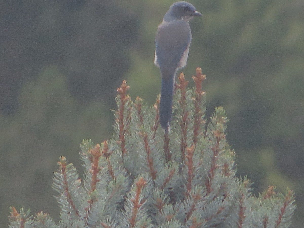 Woodhouse's Scrub-Jay - ML623862402