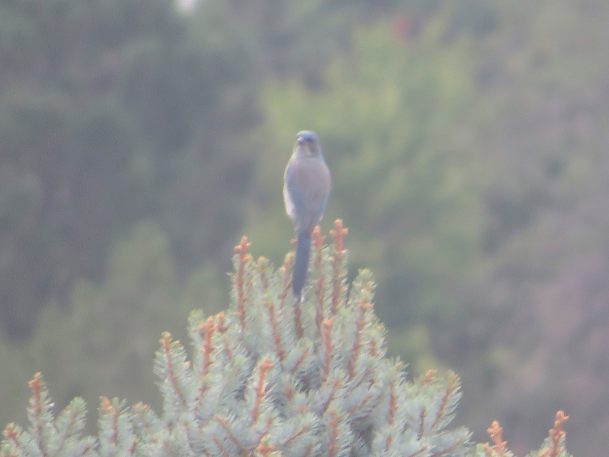 Woodhouse's Scrub-Jay - ML623862429