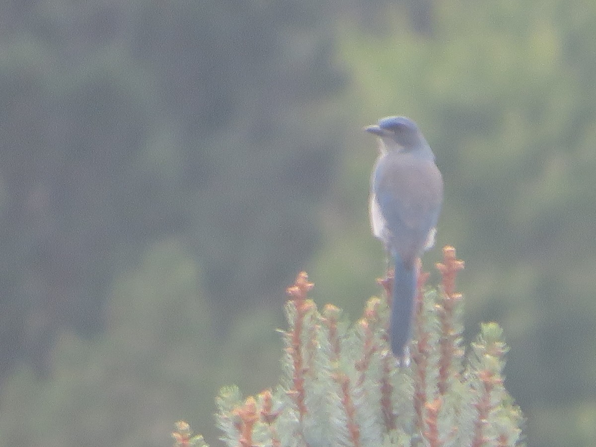 Woodhouse's Scrub-Jay - ML623862432