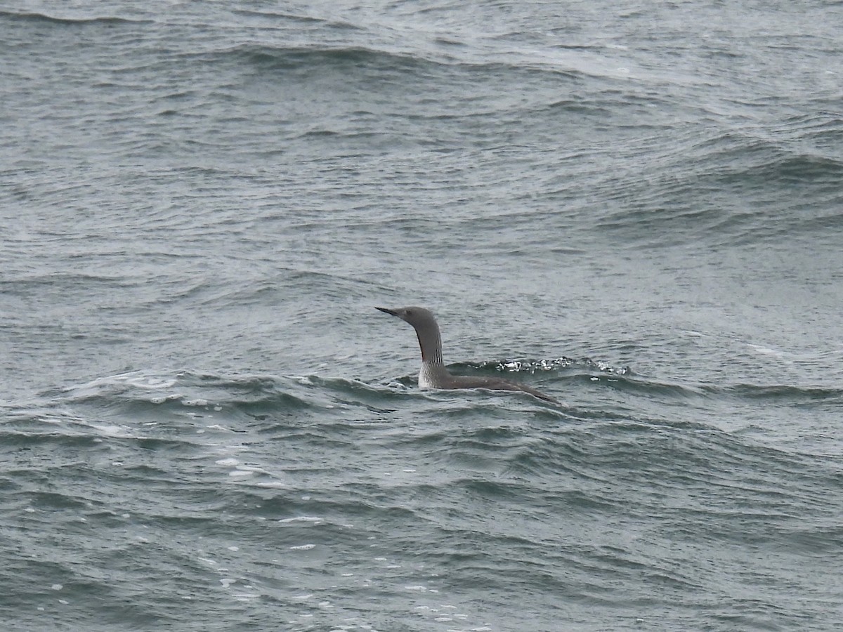 Red-throated Loon - ML623862459