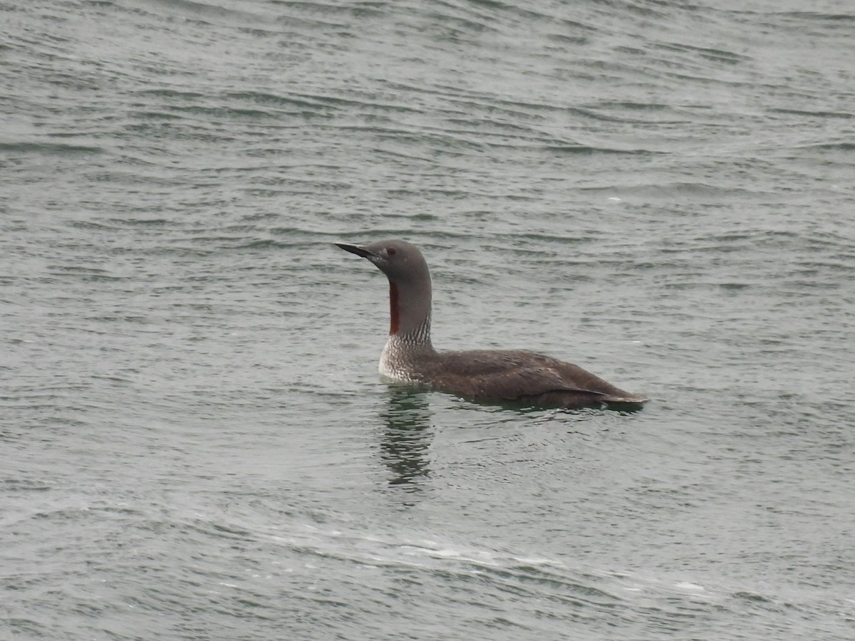 Red-throated Loon - Tina Toth