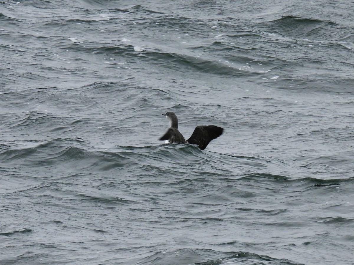 Red-throated Loon - ML623862462