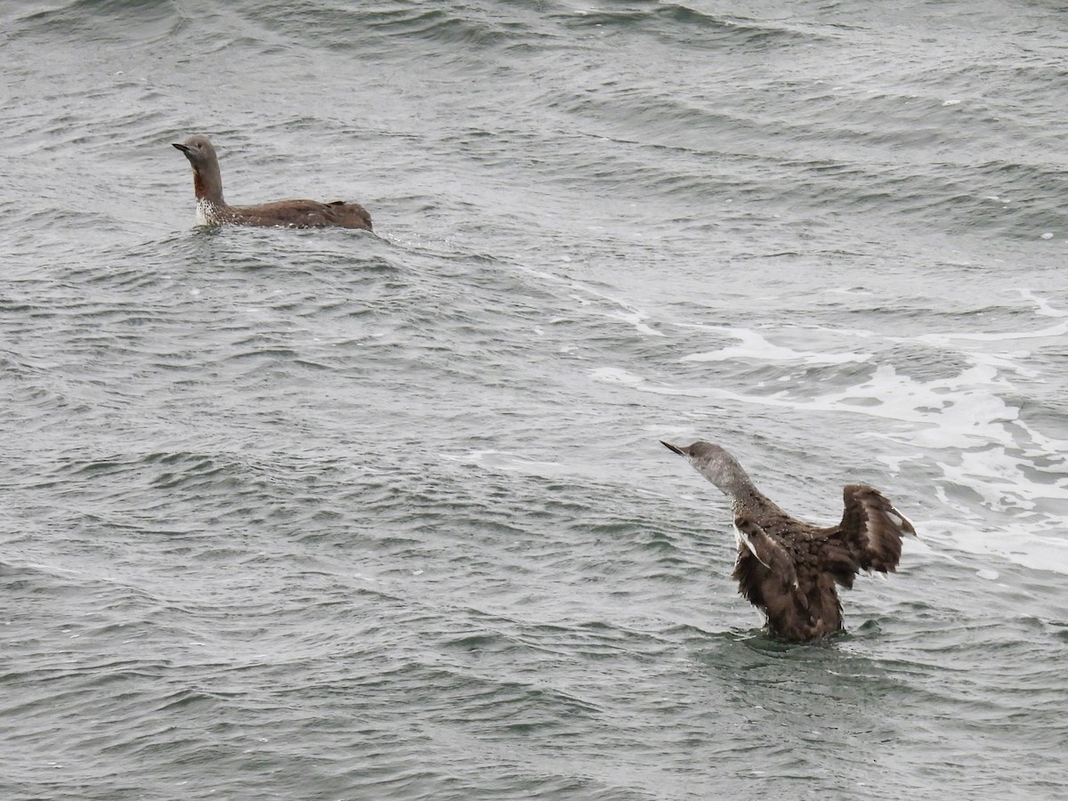 Red-throated Loon - ML623862463