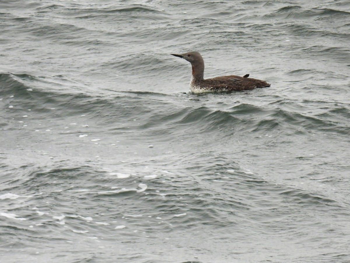 Red-throated Loon - ML623862464