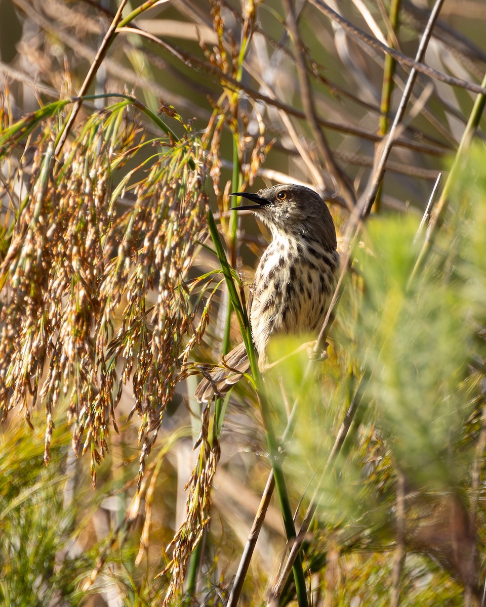 Karoo Prinia - ML623862465